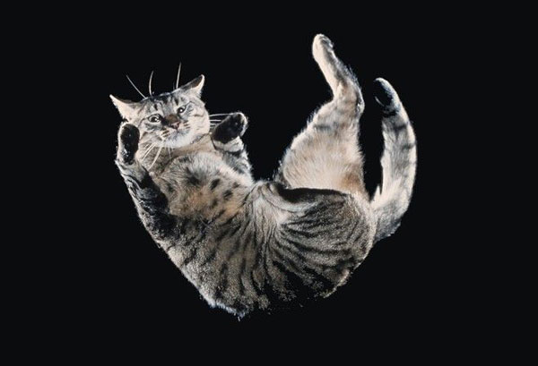 Για αυτό οι γάτες προσγειώνονται πάντα στις πατούσες τους – ΒΙΝΤΕΟ