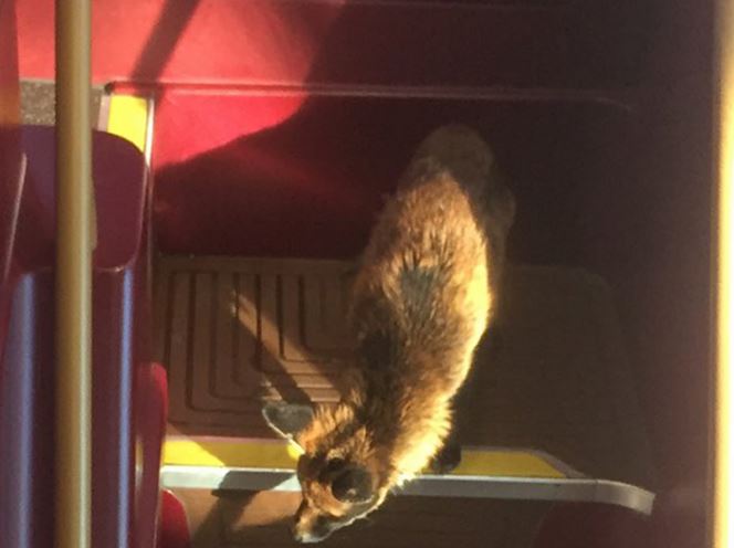 Λονδίνο: Μία αλεπού που ταξιδεύει με λεωφορείο – ΦΩΤΟ