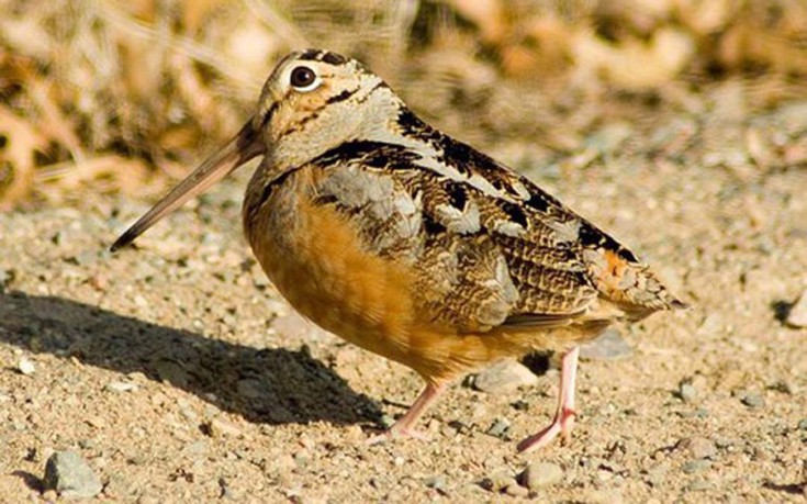 perierga.gr - Τα 10 πιο αργά ζώα του κόσμου!