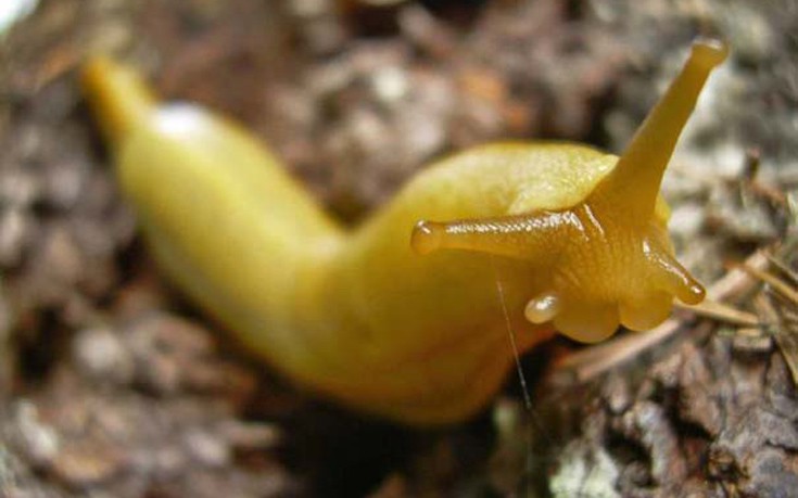 perierga.gr - Τα 10 πιο αργά ζώα του κόσμου!