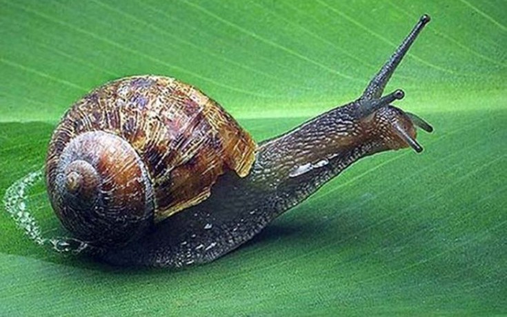 perierga.gr - Τα 10 πιο αργά ζώα του κόσμου!