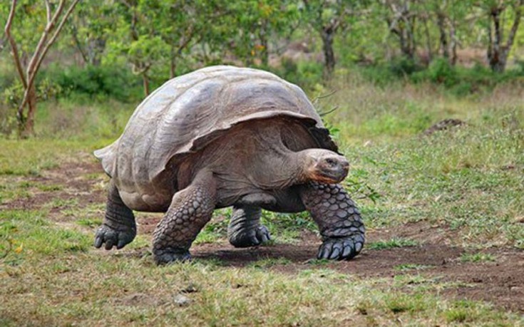 perierga.gr - Τα 10 πιο αργά ζώα του κόσμου!