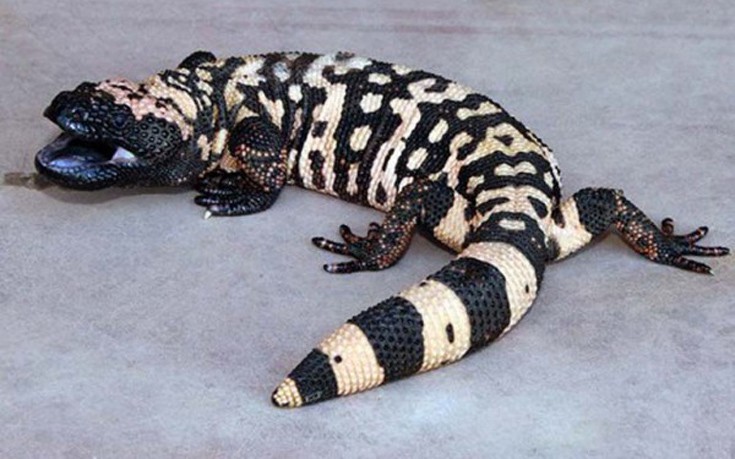 perierga.gr - Τα 10 πιο αργά ζώα του κόσμου!