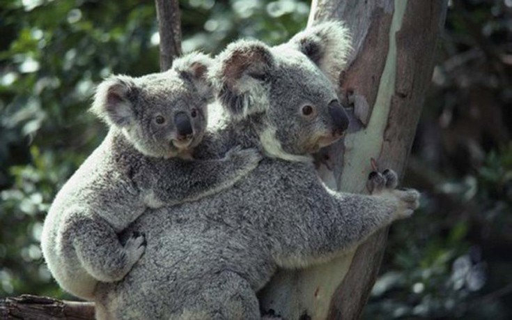 perierga.gr - Τα 10 πιο αργά ζώα του κόσμου!