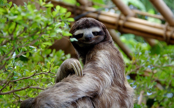 perierga.gr - Τα 10 πιο αργά ζώα του κόσμου!