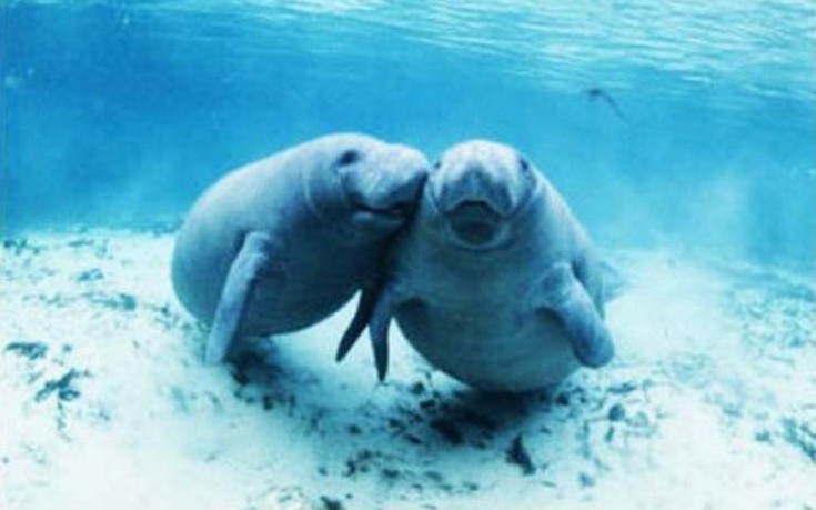 perierga.gr - Τα 10 πιο αργά ζώα του κόσμου!