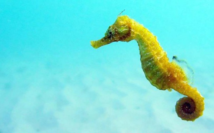 perierga.gr - Τα 10 πιο αργά ζώα του κόσμου!