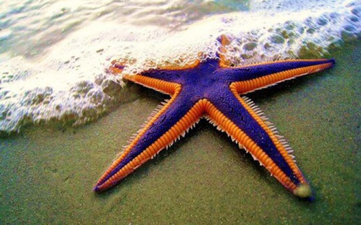 perierga.gr - Τα 10 πιο αργά ζώα του κόσμου!