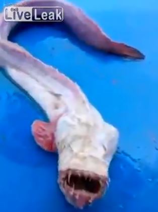 Ψάρι-τέρας στην Ταϊλάνδη – ΒΙΝΤΕΟ