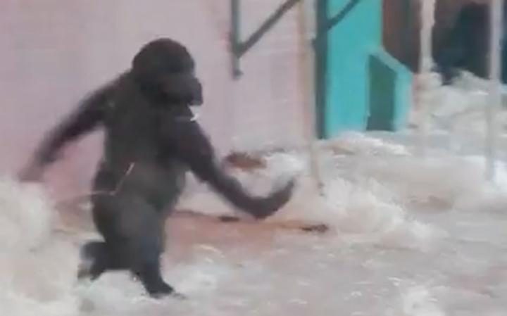 Ένας γορίλας… μπαλαρίνα – ΒΙΝΤΕΟ