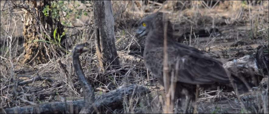 Συγκλονιστική μάχη: Aετός εναντίον κόμπρας – ΒΙΝΤΕΟ