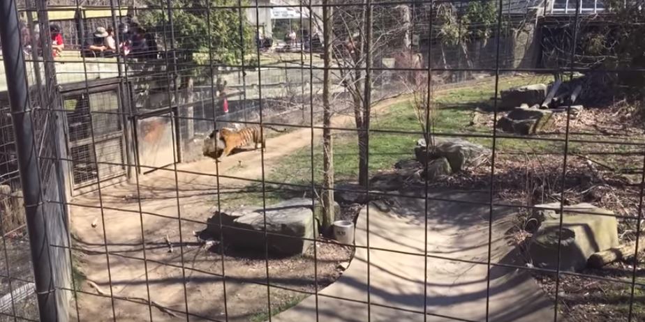 Βρέθηκε σε απόσταση αναπνοής από την τίγρη για να πιάσει το καπέλο της – ΒΙΝΤΕΟ