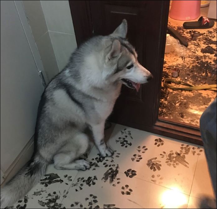 Να τι γίνεται όταν αφήνεις ένα χάσκυ για 3 ώρες μόνο του στο σπίτι – ΦΩΤΟ