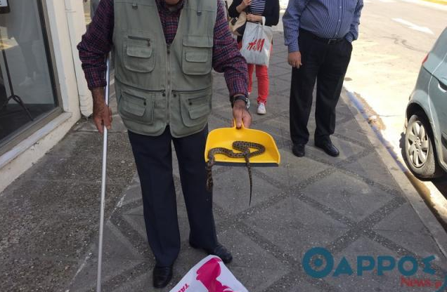 Ένα φίδι αναστάτωσε το κέντρο της Καλαμάτας – ΒΙΝΤΕΟ