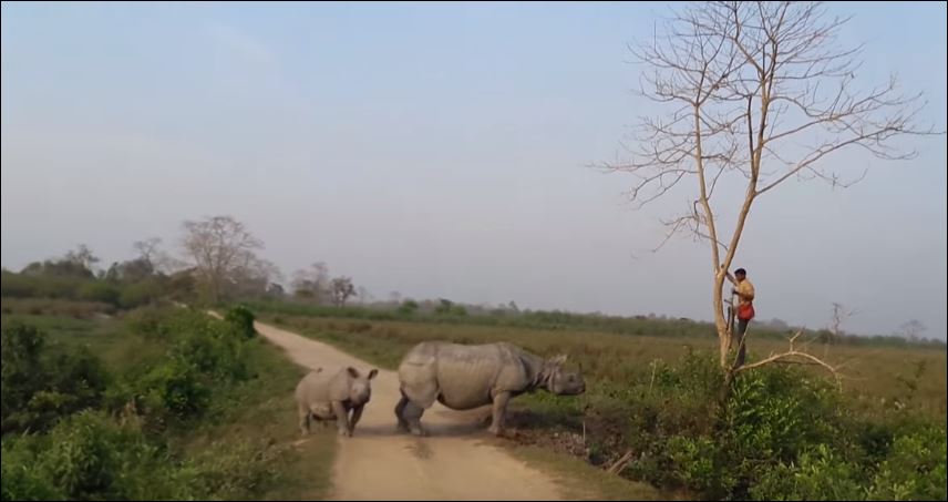 Σκαρφάλωσε στο δέντρο για να σωθεί από τον οργισμένο ρινόκερο – ΒΙΝΤΕΟ