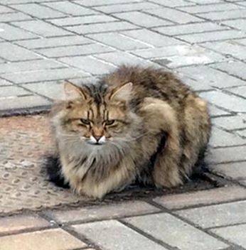 Γιατί αυτή η γάτα επιστρέφει κάθε μέρα στο ίδιο σημείο – ΦΩΤΟ