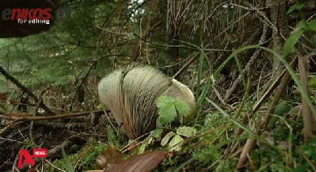 Στην Εντατική μητέρα και κόρη λόγω μανιταριών – ΒΙΝΤΕΟ