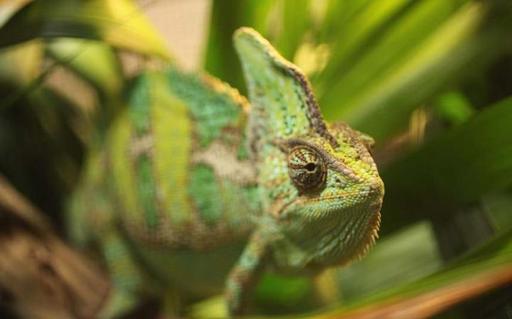 perierga.gr - Τα πιο παράξενα αντικείμενα που έχουν κατασχεθεί σε αεροδρόμια