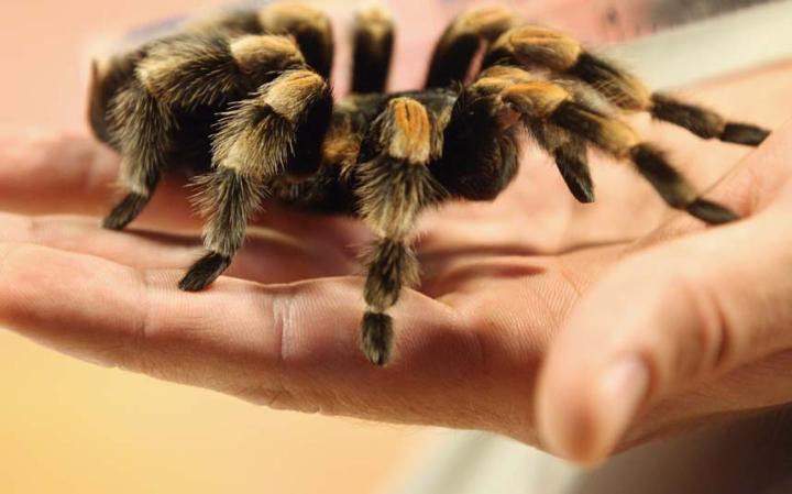 perierga.gr - Τα πιο παράξενα αντικείμενα που έχουν κατασχεθεί σε αεροδρόμια