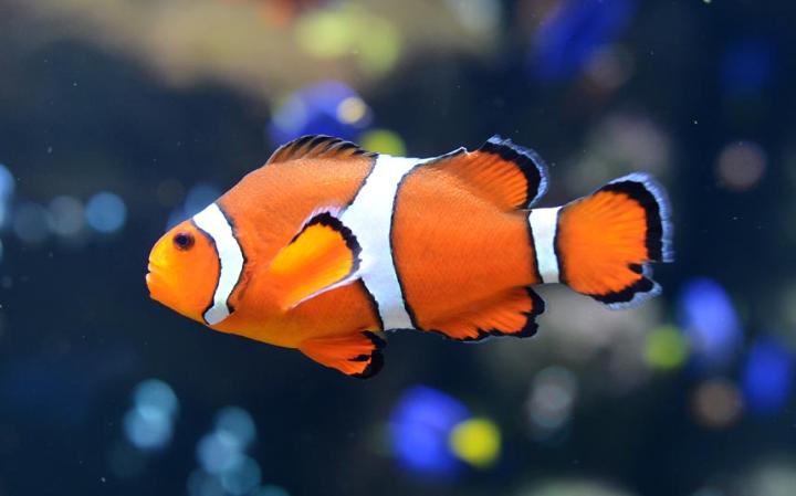 perierga.gr - Τα πιο παράξενα αντικείμενα που έχουν κατασχεθεί σε αεροδρόμια