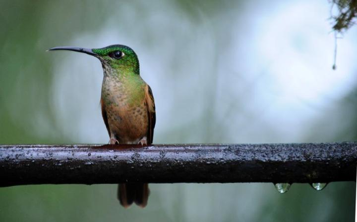 perierga.gr - Τα πιο παράξενα αντικείμενα που έχουν κατασχεθεί σε αεροδρόμια