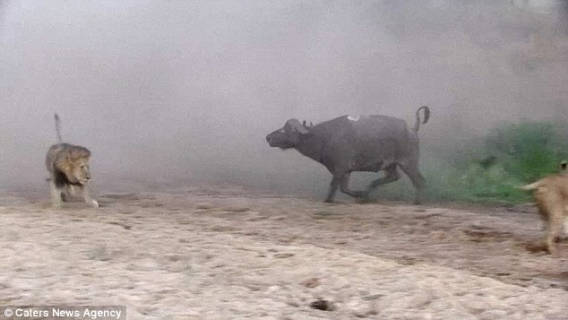 Η απόδραση του βουβαλιού από πέντε πεινασμένα λιοντάρια – ΒΙΝΤΕΟ