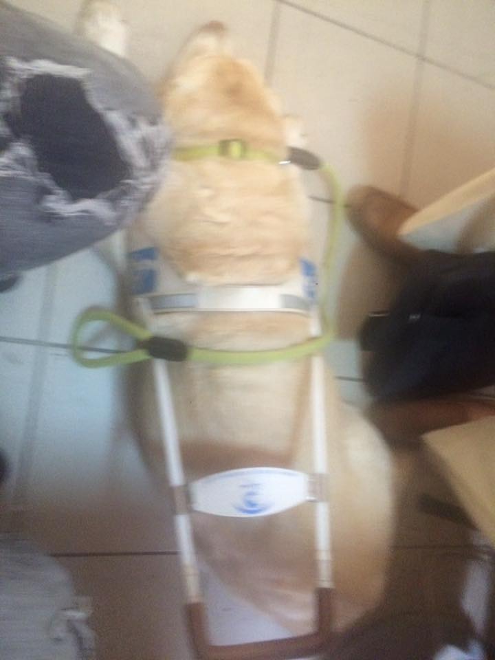 Οδηγός ζήτησε από γυναίκα με προβλήματα όρασης να κατέβει από το λεωφορείο επειδή είχε μαζί το σκύλο-οδηγό της