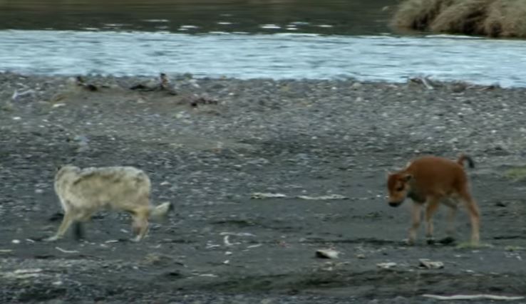 Όλα είναι δυνατά στην άγρια φύση – ΒΙΝΤΕΟ