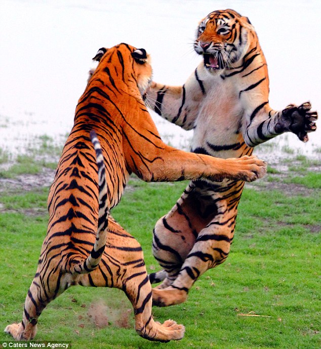 Τίγρεις στον αέρα – Εντυπωσιακές ΦΩΤΟ