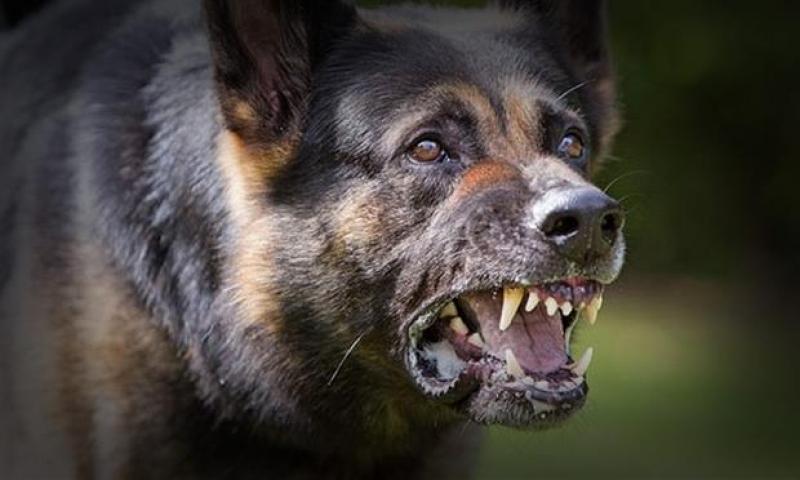 ΗΠΑ: Νεκρή 52χρονη από φονική επίθεση αγέλης σκύλων