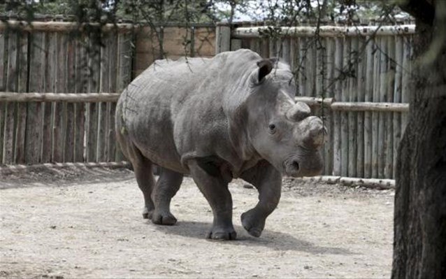 Μεγάλο πρόστιμο για λαθρεμπόριο ελεφαντόδοντου και κέρατου ρινόκερου σε πρώην καθηγητή