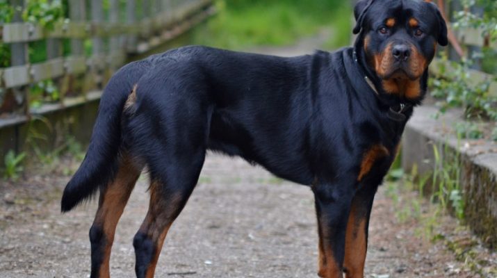 Προσπάθησε να σώσει το γιο της από τα ροτβάιλερ