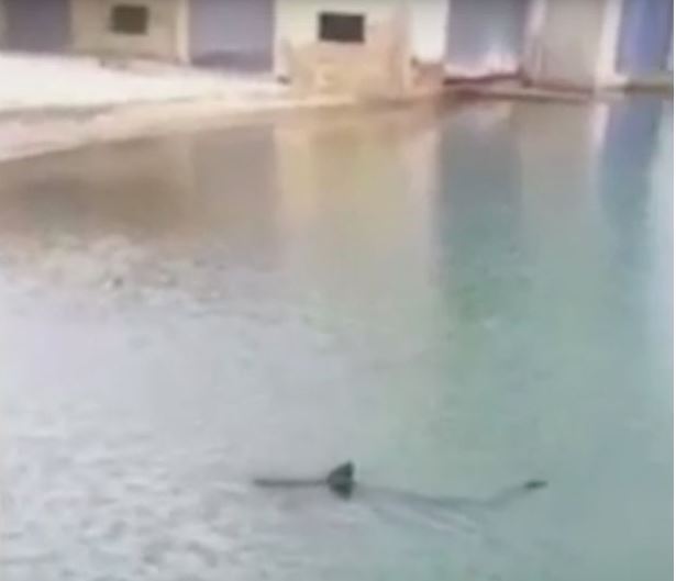 Καρχαρίας σκόρπισε τον τρόμο σε παραλία της Μαγιόρκα – ΒΙΝΤΕΟ