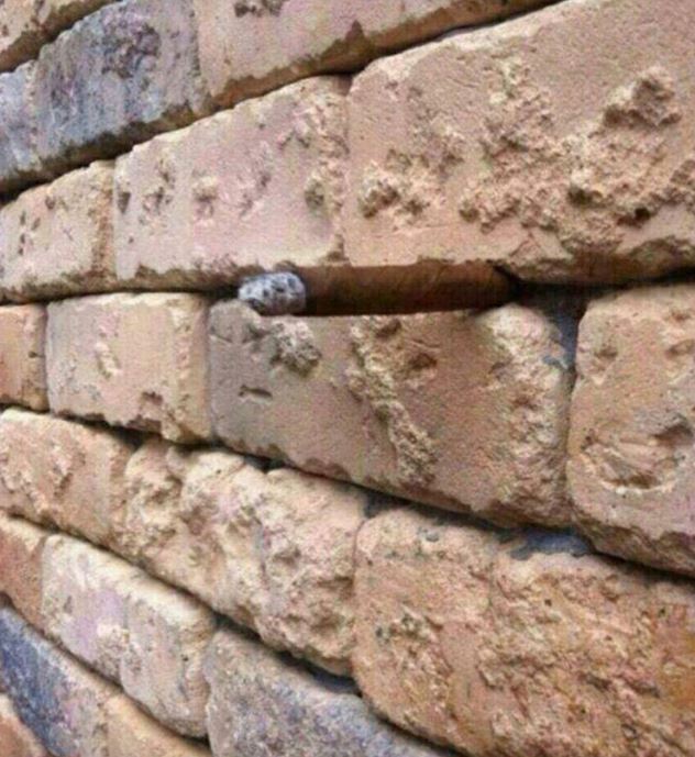 Η οφθαλμαπάτη που έγινε viral – Tι βλέπετε ανάμεσα στα τούβλα;