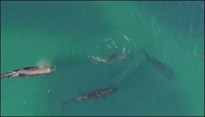 Σπάνιο στιγμιότυπο: Φάλαινες δολοφόνοι επιτίθενται σε καρχαρία – ΒΙΝΤΕΟ