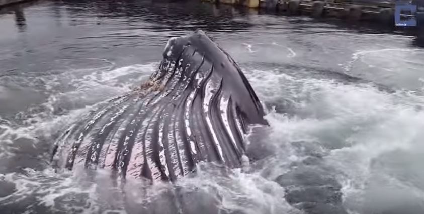 Φάλαινα σκόρπισε τον πανικό σε λιμάνι στην Αλάσκα – ΒΙΝΤΕΟ