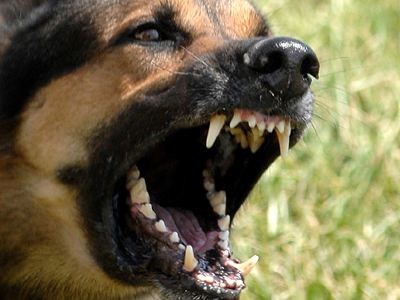 Επίθεση από άγρια σκυλιά σε αγρότες στην Λάρισα – ΦΩΤΟ