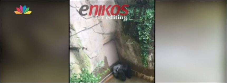 Σάλος με τη θανάτωση του γορίλα στις ΗΠΑ – ΒΙΝΤΕΟ