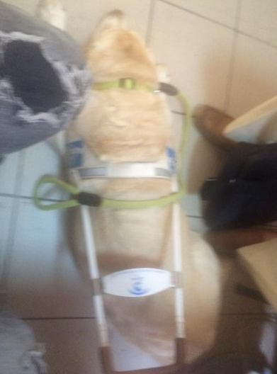 Δεν αποκλείει την κατάθεση αγωγής για ρατσιστική συμπεριφορά η γυναίκα με τον σκύλο-οδηγό