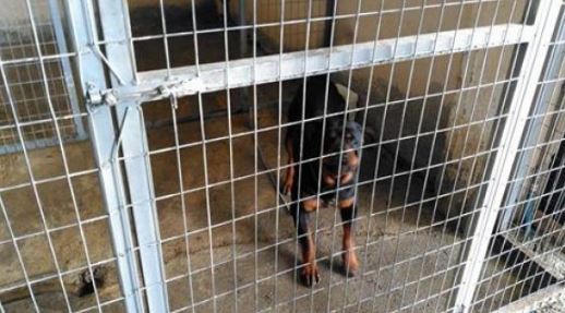 Ο γιος μου δεν θα μπορούσε να ανοίξει την πόρτα για να βγουν τα ροτβάιλερ λέει η μητέρα του 5χρονου