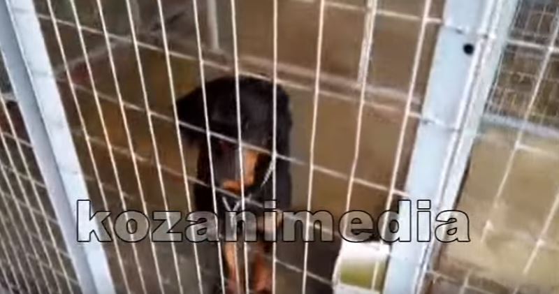 Αυτά είναι τα ροτβάιλερ που σκότωσαν τον 5χρονο – ΒΙΝΤΕΟ