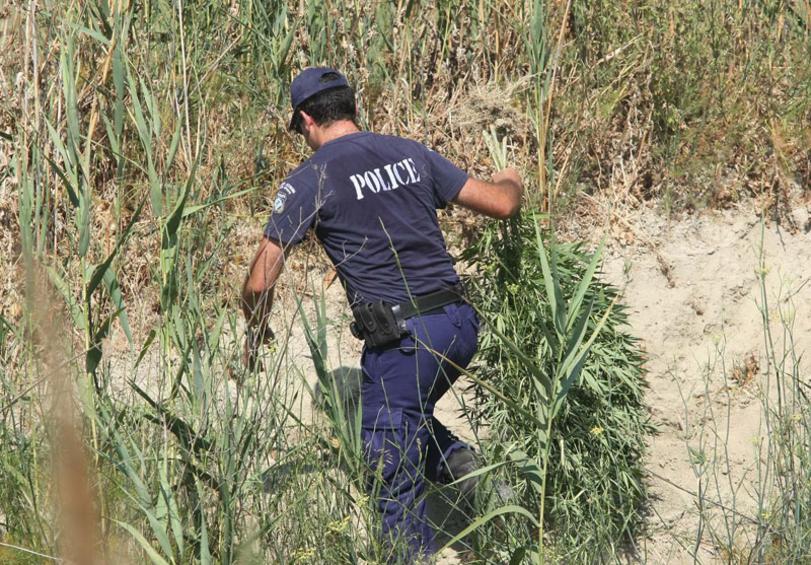 Καλαμάτα: Εντοπίστηκε και εκριζώθηκε φυτεία χασίς