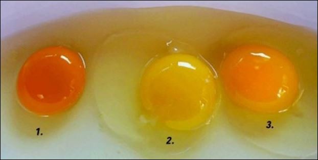 Κρόκος αυγού: Ποιος από τους τρεις σας φαίνεται πιο υγιεινός;