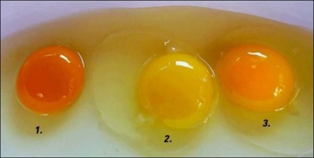 Κρόκος αυγού: Ποιος από τους τρεις σας φαίνεται πιο υγιεινός;