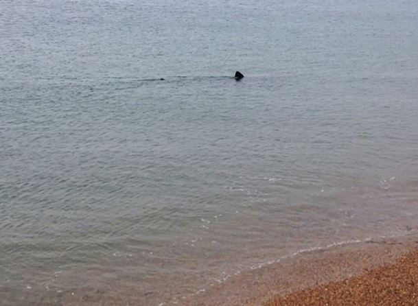 Καρχαρίας σκόρπισε τον τρόμο σε παραλία στην Βρετανία – ΒΙΝΤΕΟ