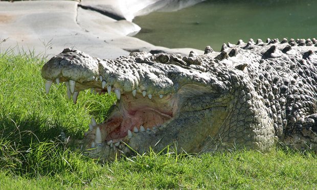 Σοκ – Κροκόδειλος επιτέθηκε σε γυναίκα στην Αυστραλία