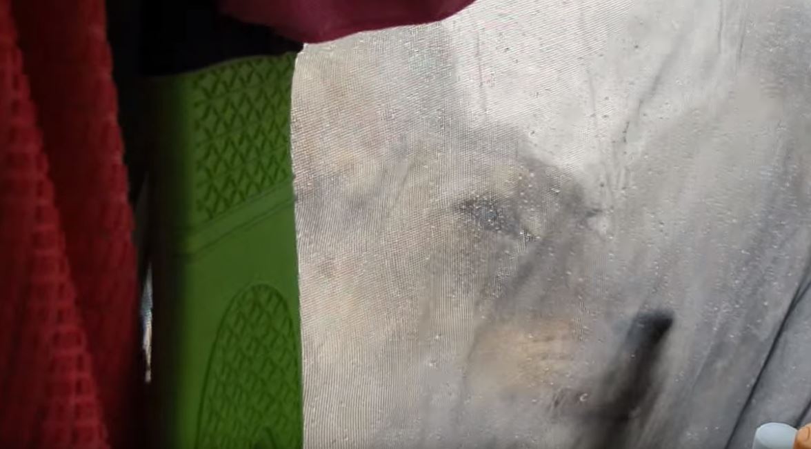 Ξύπνησαν και είδαν τα λιοντάρια έξω από τη σκηνή τους – ΒΙΝΤΕΟ