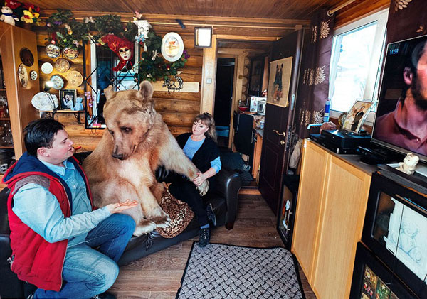 perierga.gr - Αρκούδα ζει σαν... κατοικίδιο με οικογένεια!