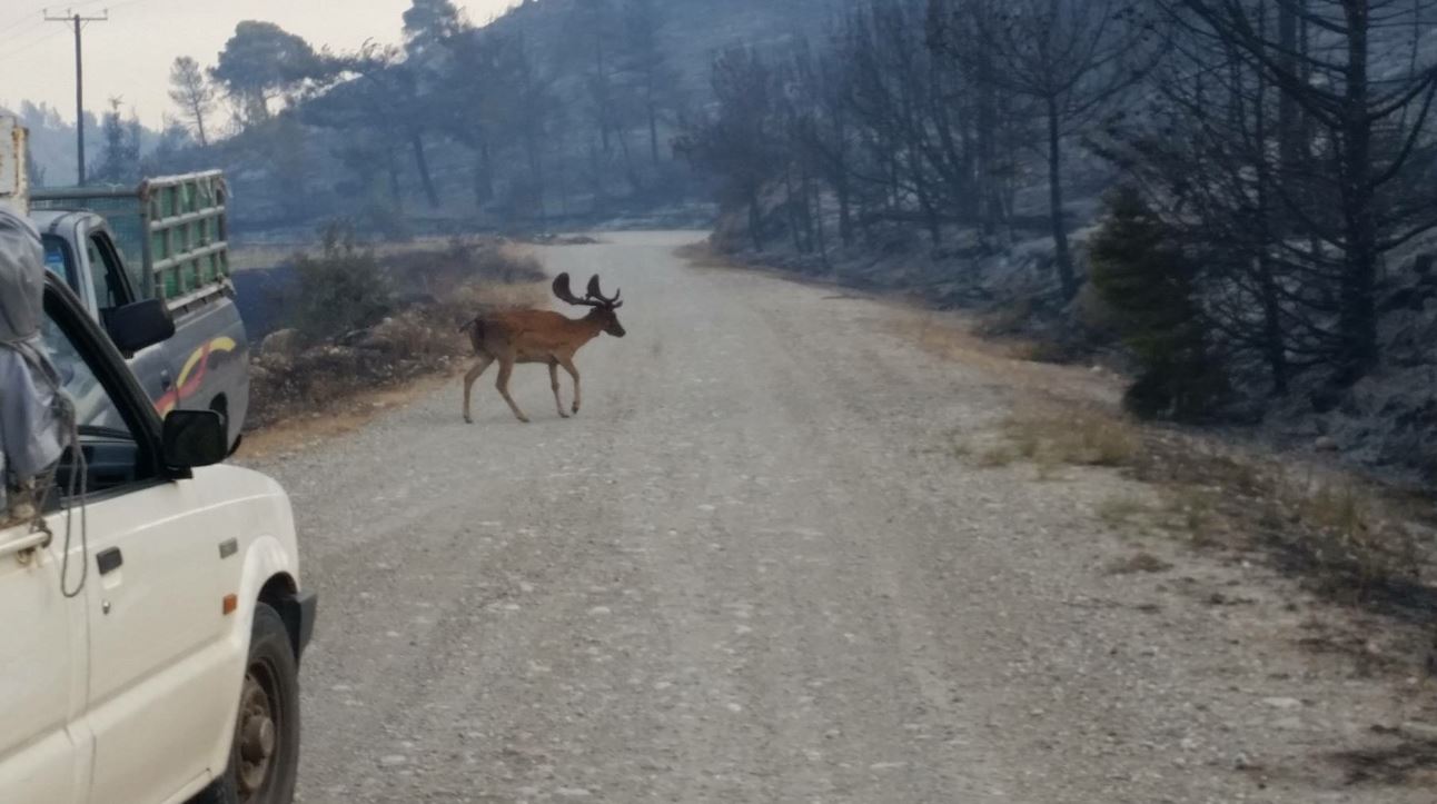 Συγκλονίζει η ΦΩΤΟ με το τρομαγμένο ελάφι στα αποκαΐδια της Ρόδου