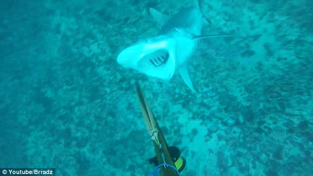 Καρέ καρέ η τρομακτική επίθεση καρχαρία σε 19χρονο – ΒΙΝΤΕΟ